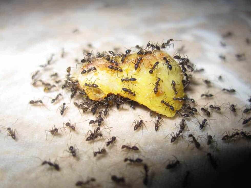 Greencare Pest Control And Cleaning 7 Ways On How To Get Rid Of Ants From Your Home