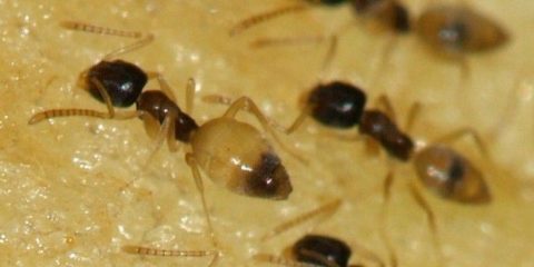 5 Most Common Ant Species in Singapore - Green Care