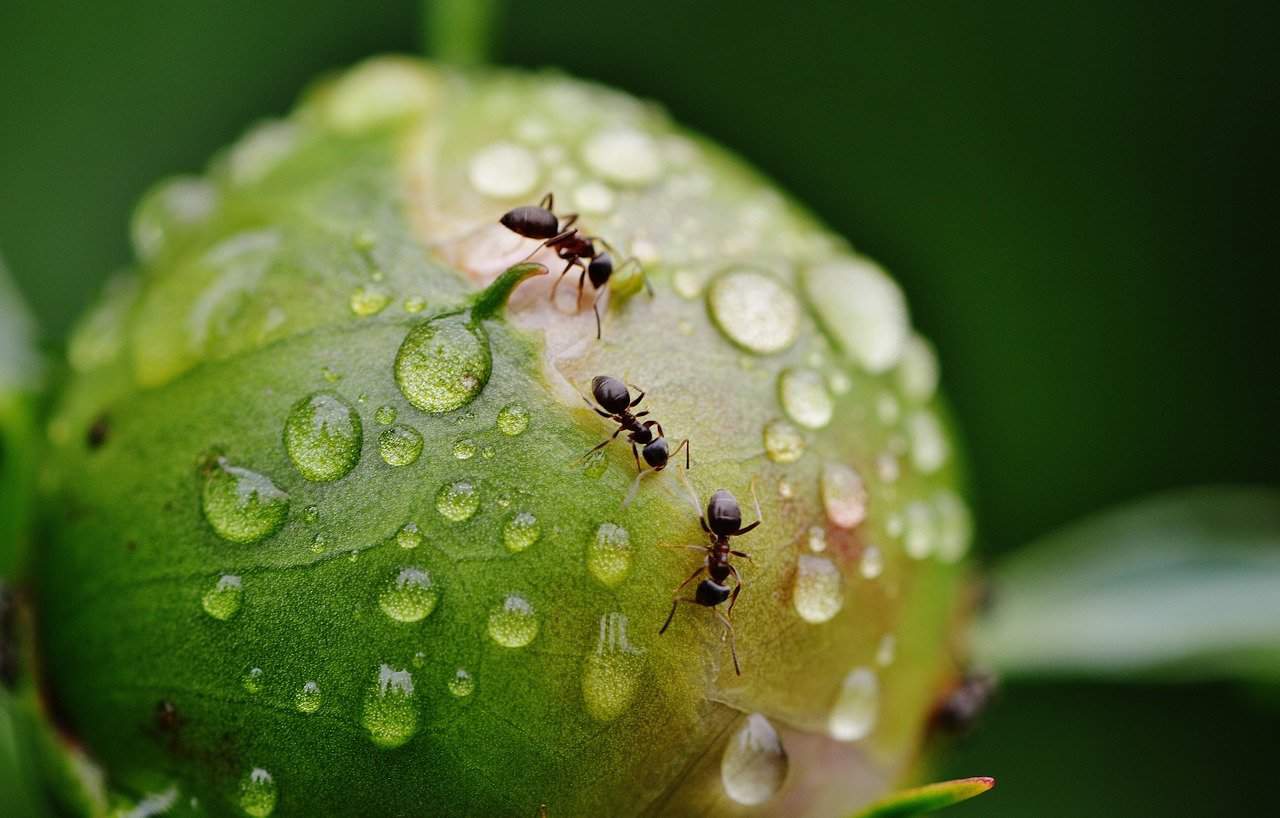 How To Get Rid Of Ants Permanently Yes Forever Green Care   How To Get Rid Of Ants Permanently 