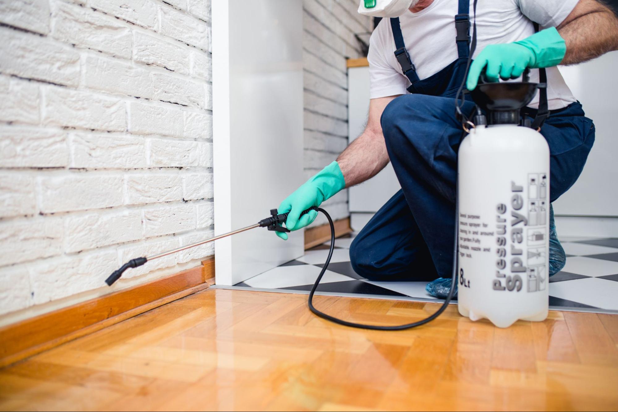 Pest control services in Singapore