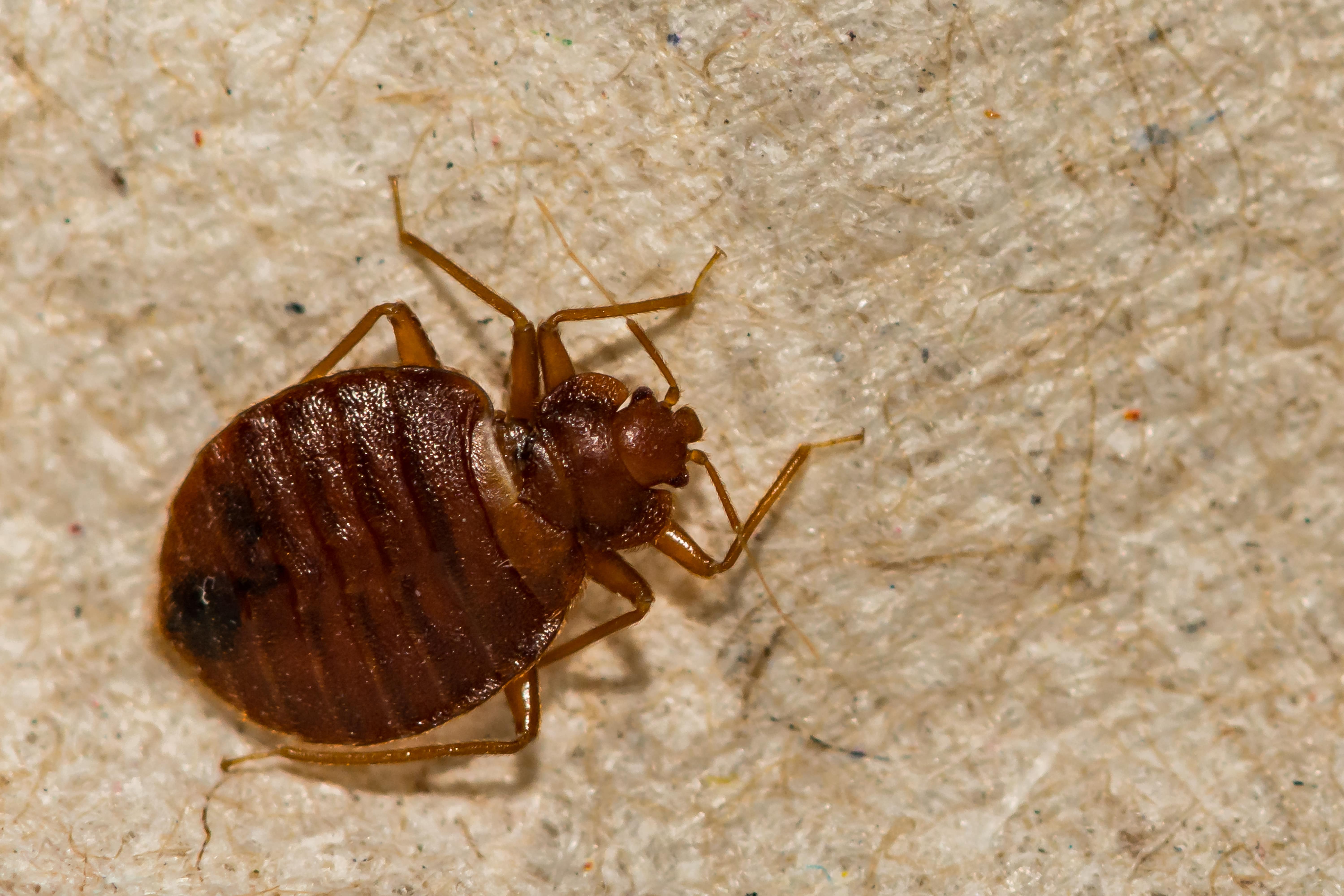 How To Identify Bed Bug Infestation