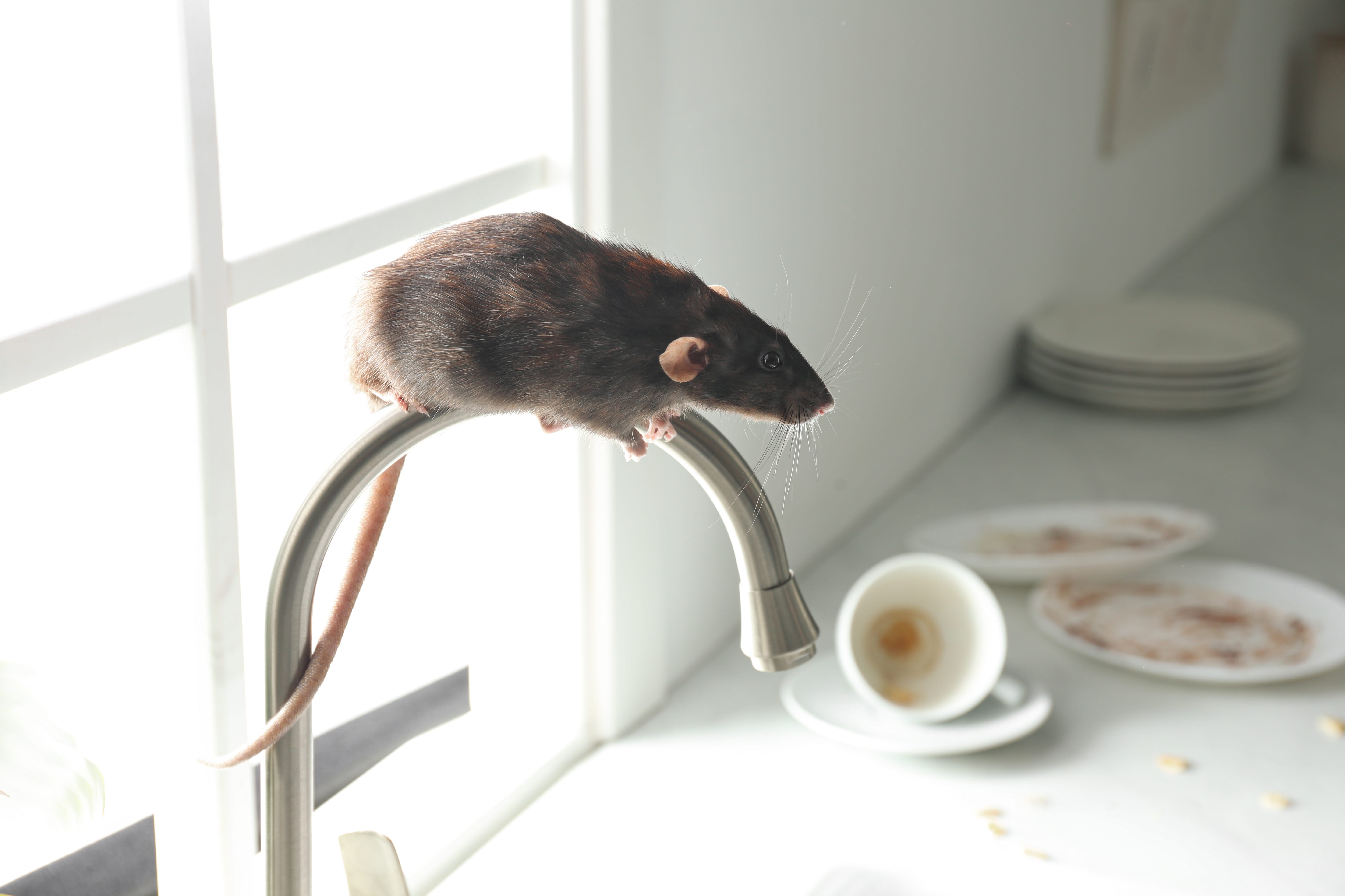 How To Keep Your Home Rodent-Free