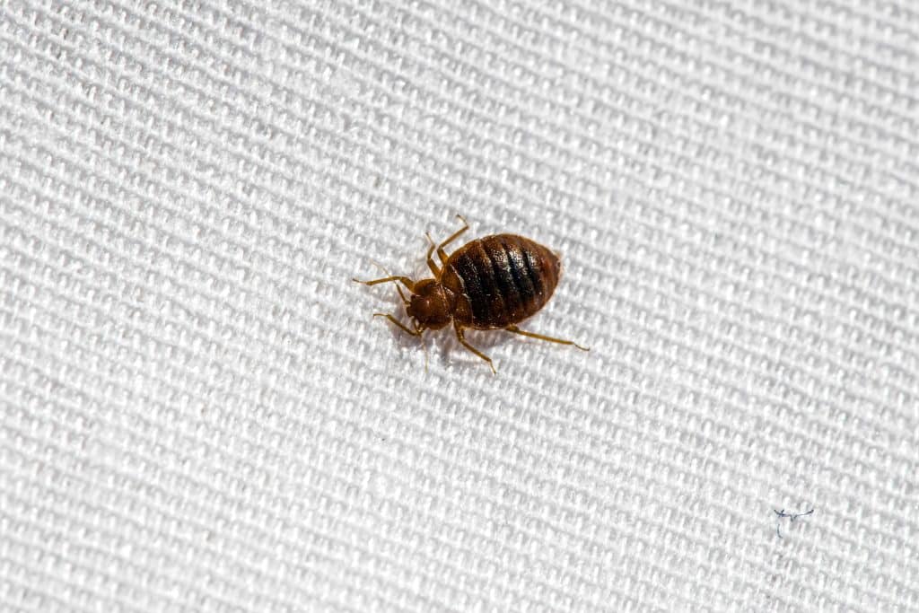 Professional Bed Bug Control When to Call the Experts